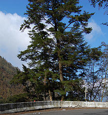 Tsuga chinensis formosana Zilupe.jpg