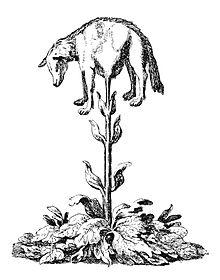 Vegetable lamb (Lee, 1887).jpg