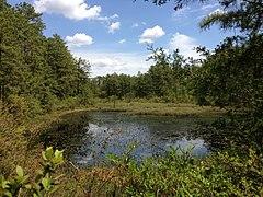 2013-05-10 13 17 37 Cranberry bog along the Mount Misery Trail in Brendan T. Byrne State Forest in New Jersey.jpg