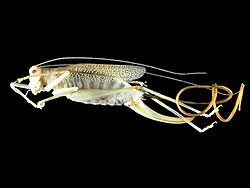 Spinochordodes in Meconema.jpg