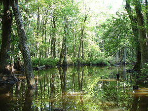 Cache River in Woodruff County, AR 001.jpg