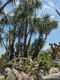 Monaco.Jardin exotique014.jpg