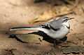 Mountain wagtail (or Long-tailed Wagtail), Motacilla clara at Lekgalameetse Nature Reserve, Limpopo, South Africa (14766222701).jpg