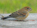 Blue Grosbeak female RWD2.jpg