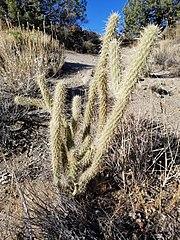 Cylindropuntia ganderi.jpg