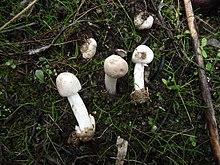 Amanita torrendii 399416.jpg