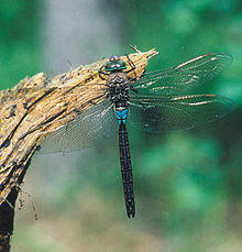Anax parthenope.jpg