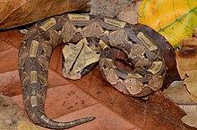 Bitis gabonica.jpg