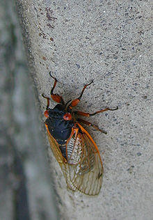 CicadaClimbingBareTree.jpg