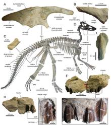 Claosaurus.png