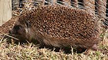 Hedgehogleft.jpg