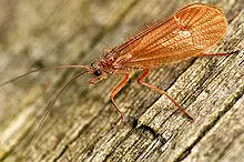 Micropterna.sequax.-.lindsey.jpg