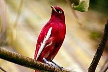 Perched Pompadour Cotinga.jpg