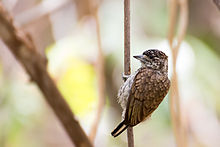 Scaled Piculet Telegrafista Escamado (Picumnus squamulatus rohli) (♀) 3.jpg