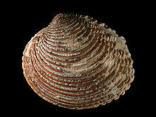 Venus verrucosa.jpg