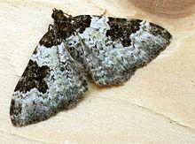 Xanthorhoe fluctuata01.jpg
