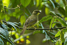 Yellow-whiskered Greenbul - Kenya S4E7530 (17026005516).jpg