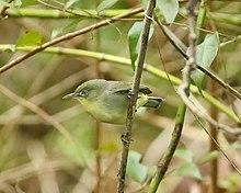 Zosterops hypolais.jpg