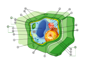 Plant cell structure svg labels.svg