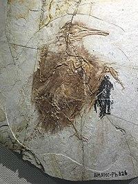 Longipteryx chaoyangensis - early cretaceous Liaoning IMG 5197 Beijing Museum of Natural History.jpg