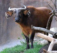 African Forest Buffalo.jpg