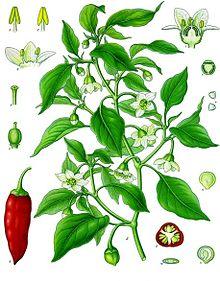 Capsicum annuum - Köhler–s Medizinal-Pflanzen-027.jpg