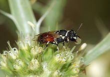Hymenoptera fg01 20060826 Schwanheimer Duene.jpg