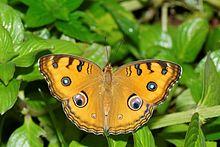 Junonia almana-Kadavoor-2016-07-11-002.jpg