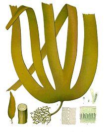 Laminaria hyperborea - Köhler–s Medizinal-Pflanzen-214.jpg