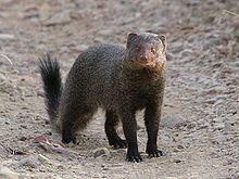Ruddy mongoose.jpg