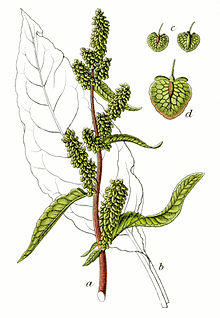 Rumex X patientia Sturm55.jpg