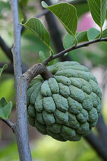 Sugar apple on tree.jpg