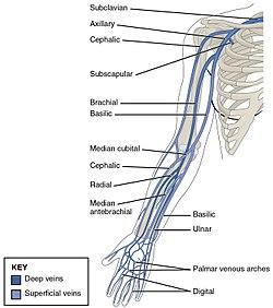 2134 Thoracic Upper Limb Veins.jpg
