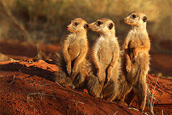Meerkat (Suricata suricatta) Tswalu.jpg