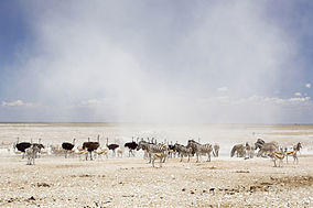 Dust Cloud in Etosha National Park.jpg