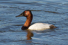 Aythya valisineria at Las Gallinas Wildlife Ponds.jpg