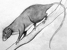 Dactylomys dactylinus.JPG