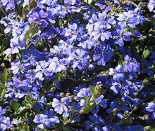 Dampiera linearis.jpg