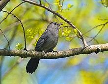 Gray Catbird (Dumetella carolinensis).jpg