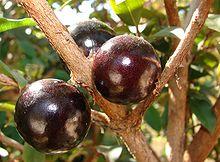 Jabuticaba fruto.jpg