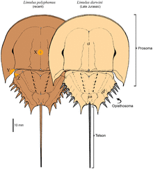 L polyphemus L darwini.png