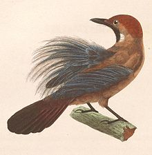 Macronous ptilosus 1838.jpg