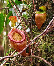 Nepenthes flava11 cropped.jpg