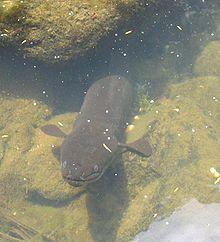 New Zealand long fin eel.jpg