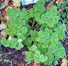 Curled parsley