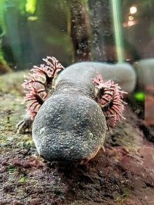 Siren lacertina face.jpg