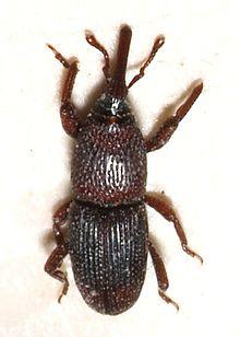 Sitophilus.granarius.jpg