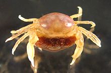 Stage V adult female Pinnotheres novaezelandiae.jpg