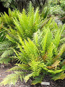 Todea barbara - University of California Botanical Garden - DSC08896.JPG