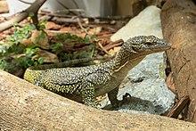 Varanus indicus 01.jpg